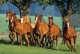 Castorland Puzzle Quarter Horses Stado Koni 1500 el. 150748 - zdjęcie nr 2