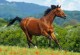 Castorland Puzzle Reddish Brown Horse Brązowy Koń 1000 el. 102396 - zdjęcie nr 2