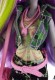 Mattel Monster High Draculaura & Moanica D'Kay DNY33 - zdjęcie nr 7