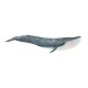 Płetwal błękitny 14806 - zdjęcie nr 1