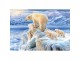 Castorland Puzzle Arctic Kingdom 1000 el. 102525 - zdjęcie nr 2