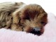 Śpiący Piesek na Poduszce Jak Żywy Labrador - zdjęcie nr 2