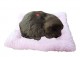 Śpiący Piesek na Poduszce Jak Żywy Labrador - zdjęcie nr 1
