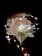 Wieczna Róża w Szkle Walentynki Biała - zdjęcie nr 6