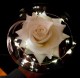 Wieczna Róża w Szkle Walentynki Biała - zdjęcie nr 7