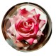 Wieczna Róża w Szkle Walentynki Różowa - zdjęcie nr 3