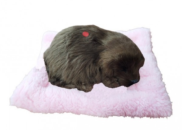 Śpiący Piesek na Poduszce Jak Żywy Labrador