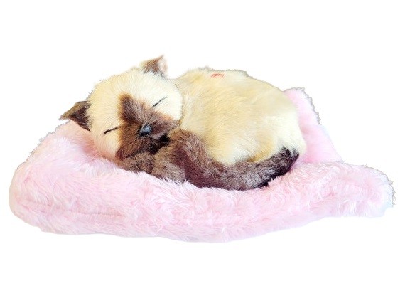Śpiący Kotek na Poduszce Jak Żywy Syjamski